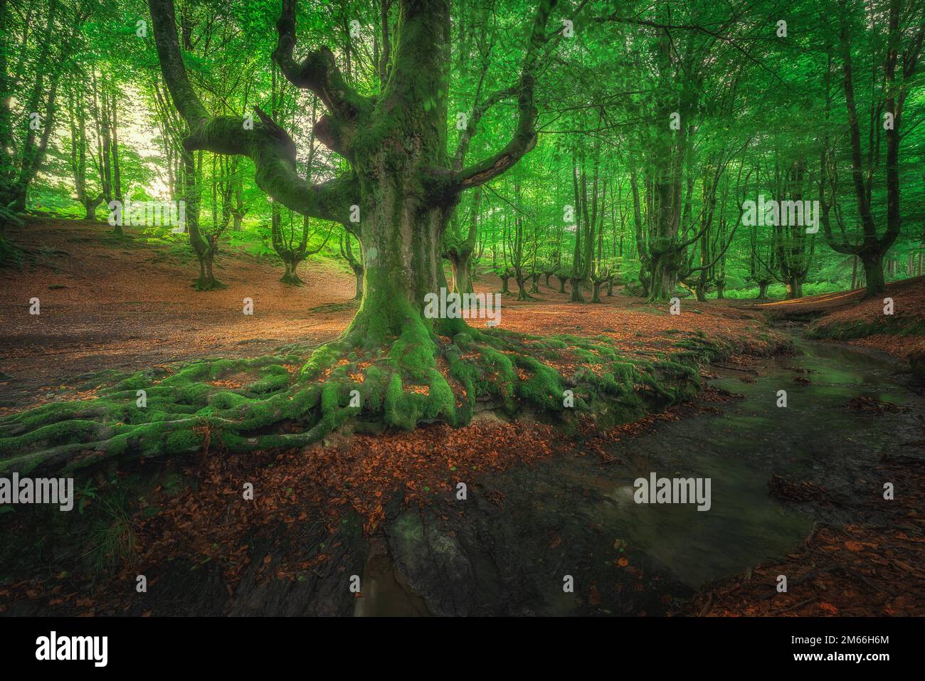 Basque woods hi-res stock photography and images - Page 2 - Alamy