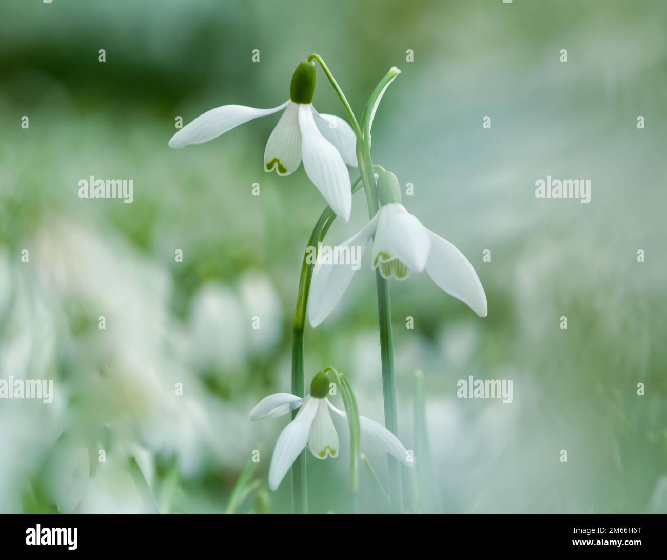 Snowdop flowers, Close up, low angle views of Isolated Snowdrop flowers Stock Photo