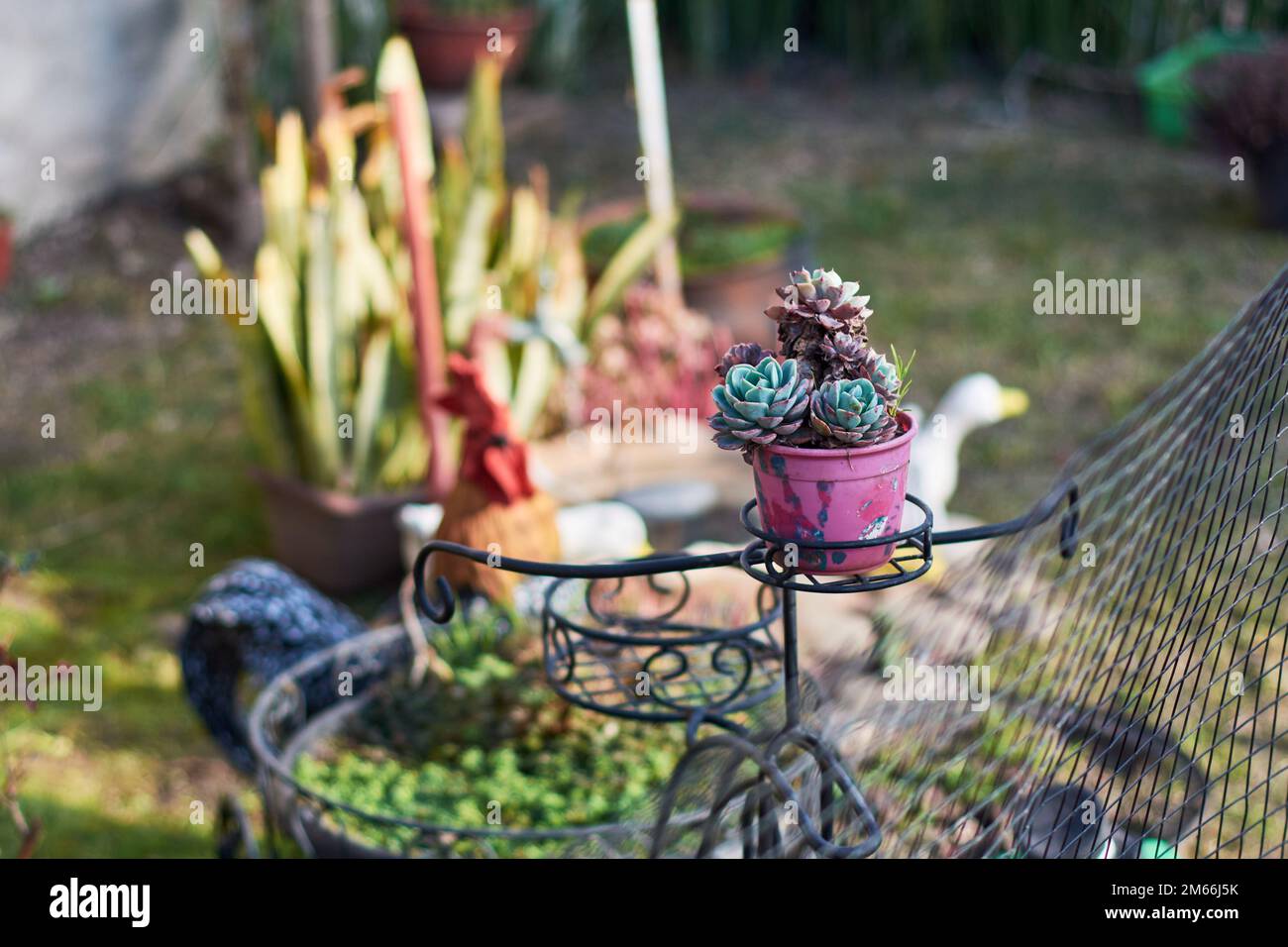 Horizontal shot of small Echeveria succulent plant in pink pot in the garden of a house with blurred background and copy space. Stock Photo
