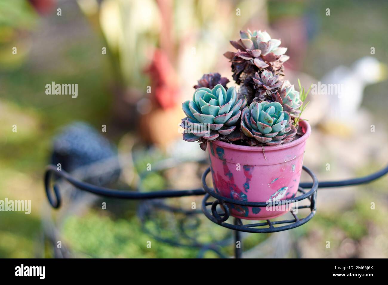 Horizontal close up of small potted Echeveria succulent plant with blurred background in the garden of a house. Stock Photo