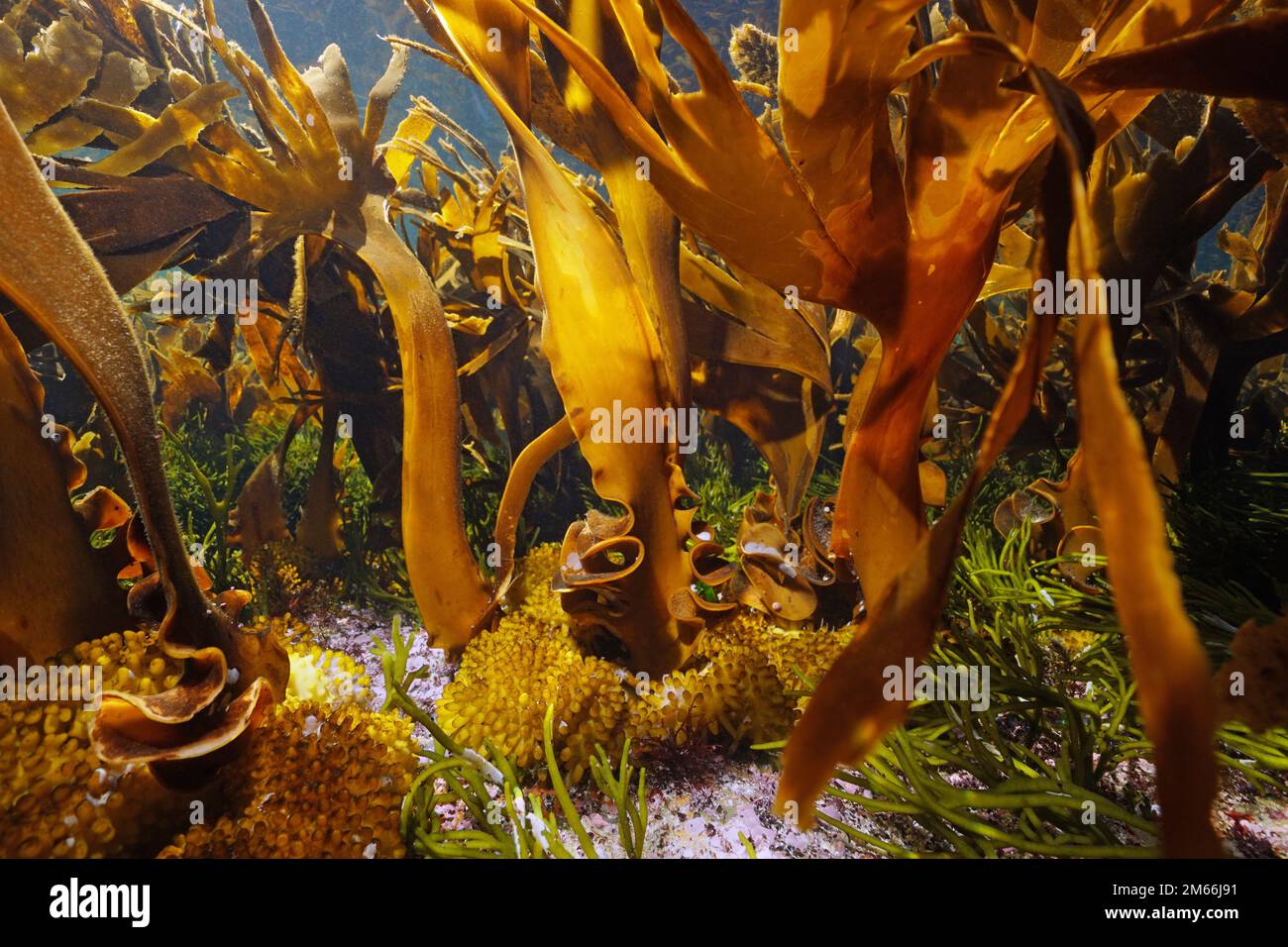 Kelp seaweeds underwater in the ocean (furbellow Saccorhiza polyschides), Atlantic, Spain, Galicia Stock Photo