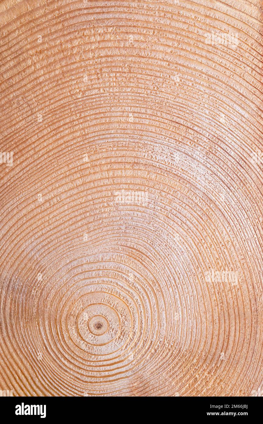 Growth rings of a spruce tree, cross section. Horizontal cut through dried trunk of an European spruce tree, Picea abies, showing annual or tree rings. Stock Photo