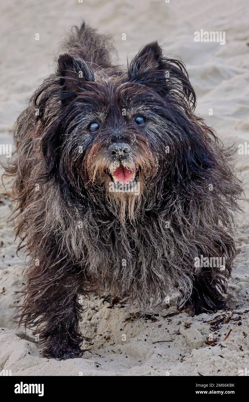 A Cairn terrier walks on the beach on New Year’s Day, Jan. 1, 2023, in Dauphin Island, Alabama. Many dog owners make New Year’s resolutions. Stock Photo