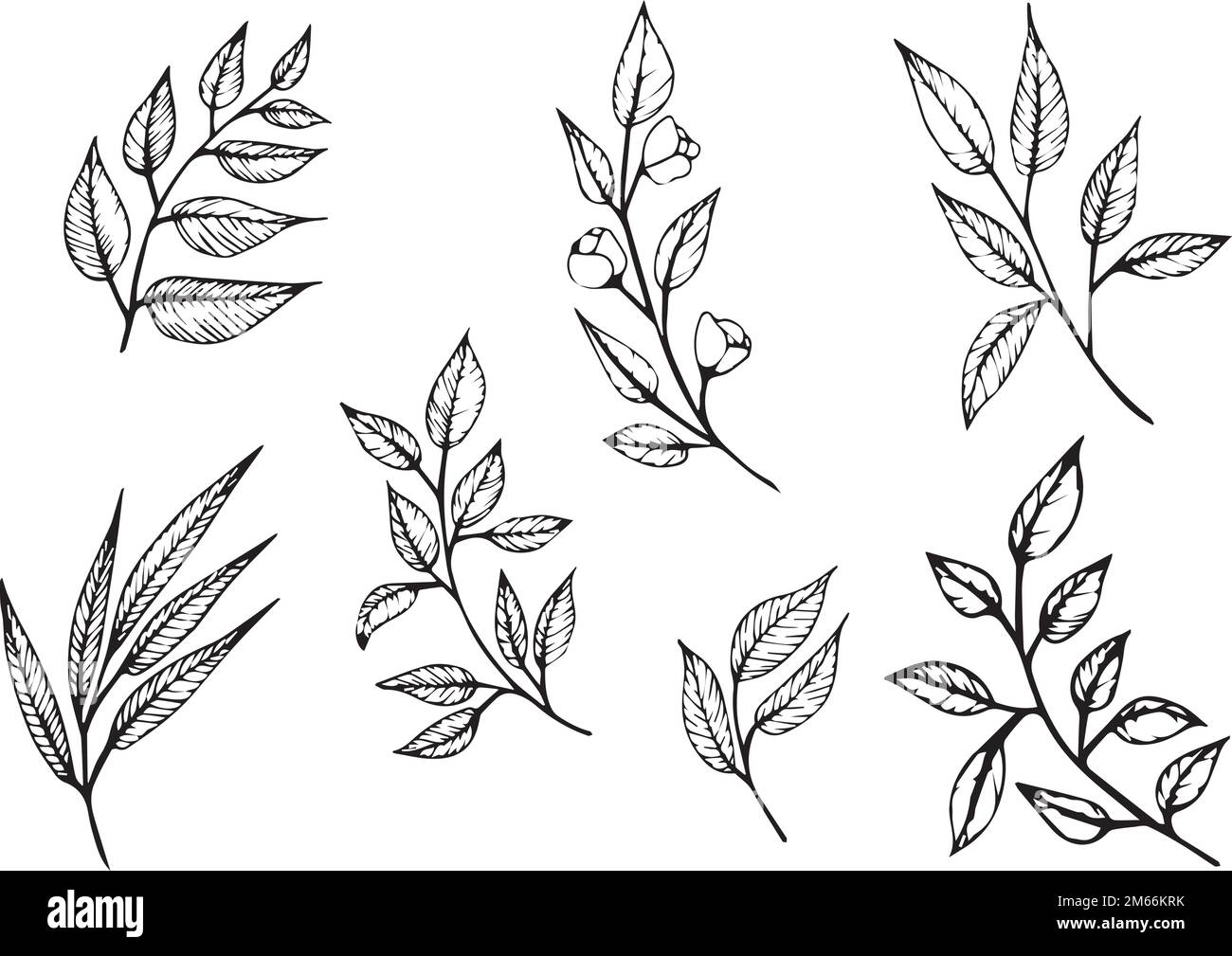 Set of graphic vector plant branches with leaves and flowers Stock ...