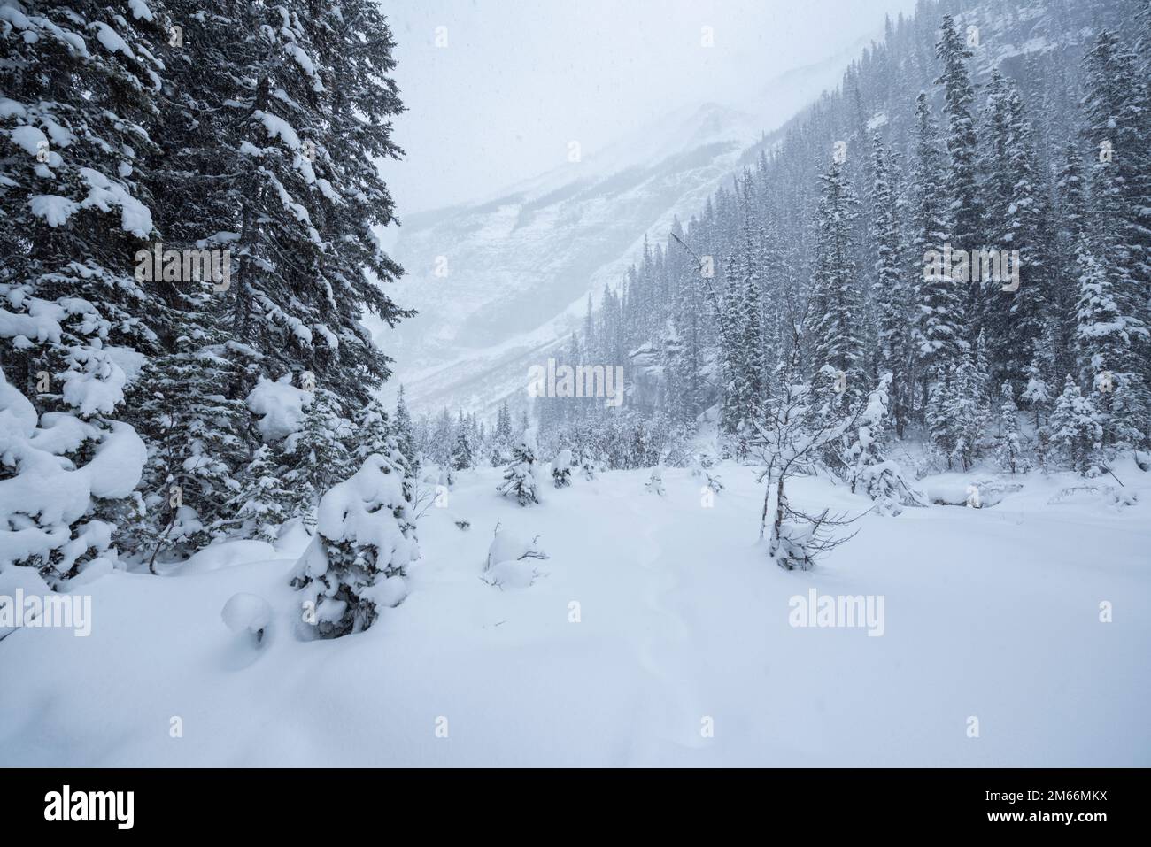 Hiking trail in mid-winter at Lake Louise, Banff National Park. Alberta, Canada Stock Photo