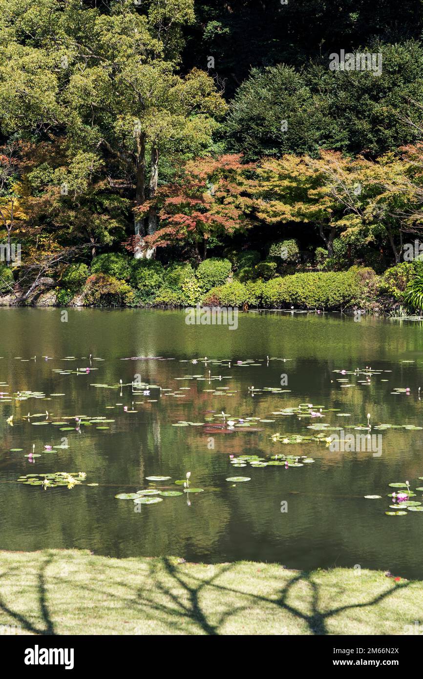 The pond filled with water lily and Victoria Amazonica at Umijigoku in Beppu, Japan Stock Photo