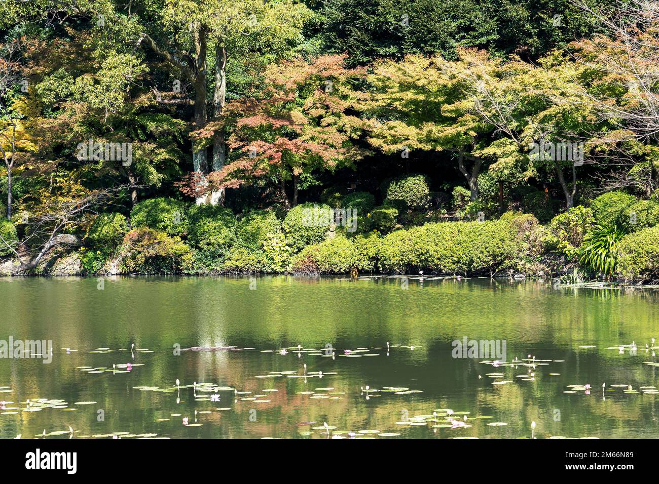 The pond filled with water lily and Victoria Amazonica at Umijigoku in Beppu, Japan Stock Photo