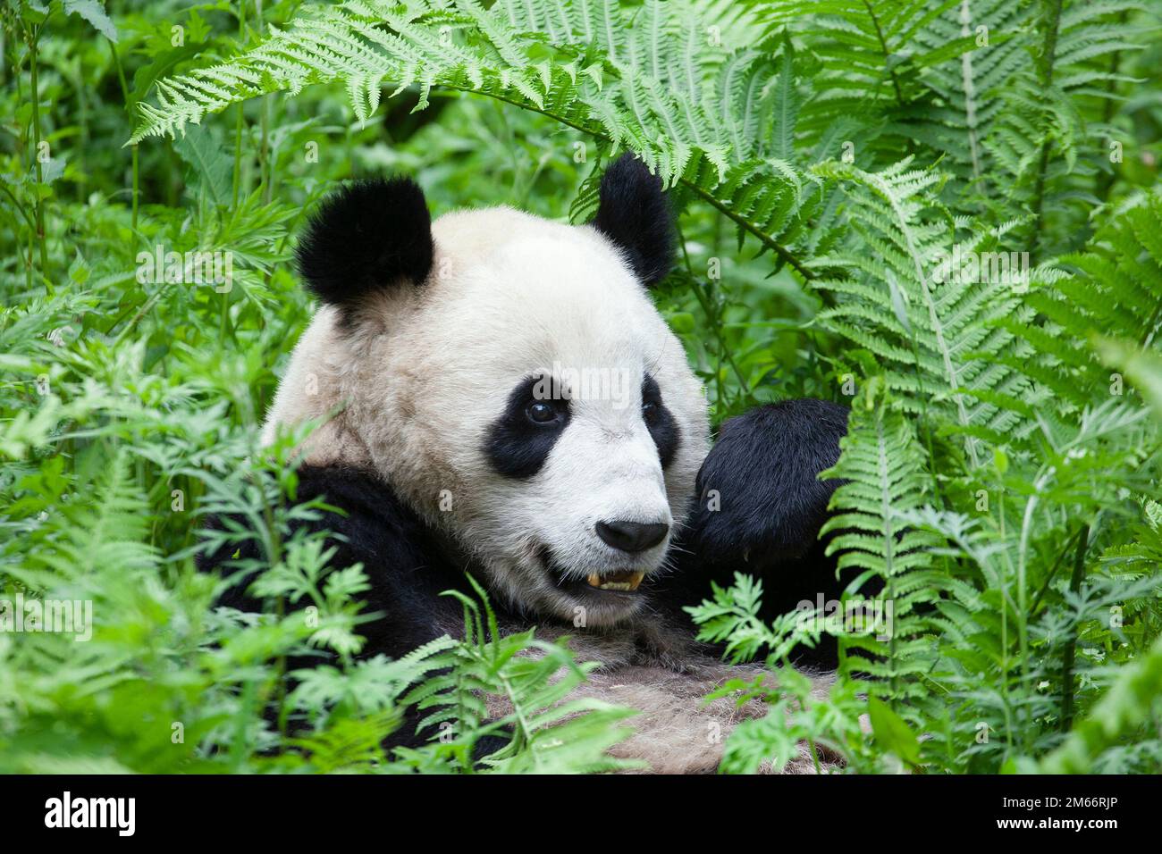 Giant Panda in green forest understory ferns, Wolong National Nature Reserve, Sichuan Province, China. Ailuropoda melanoleuca Stock Photo