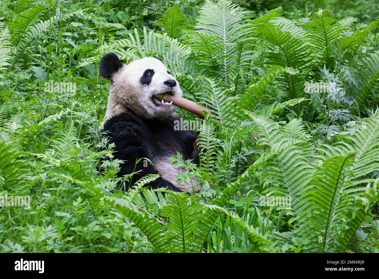 Giant Panda eating a stalk of bamboo in the forest, Wolong National