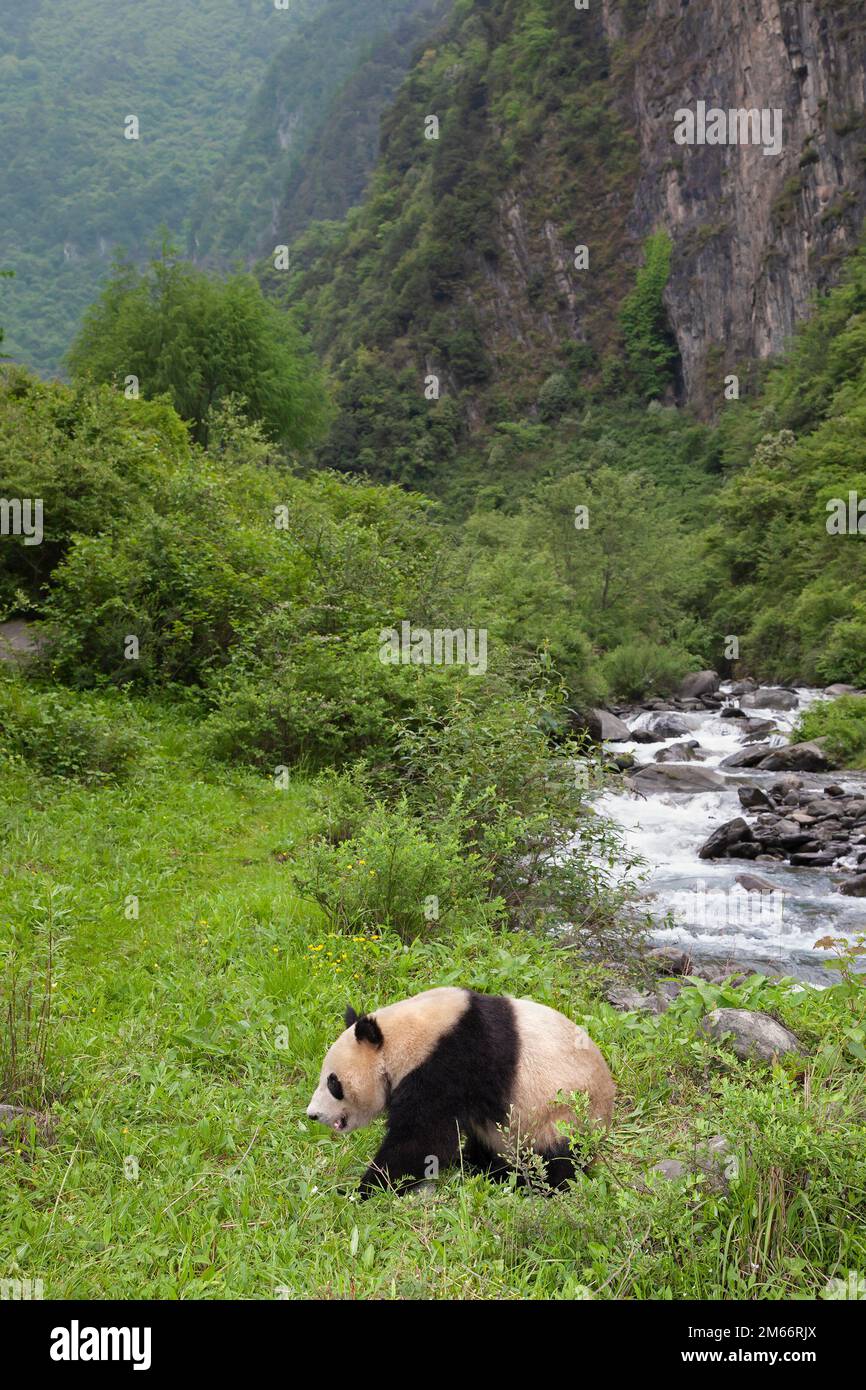 Giant Panda bear walking through Qionglai mountain valley, China