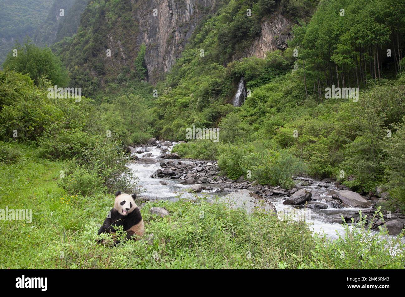 Giant Panda sitting beside a stream in a forest landscape, Qionglai
