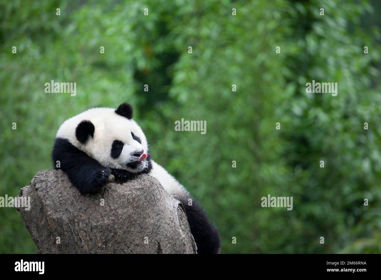 Giant Panda with tongue out licking face, resting on a tree stump in