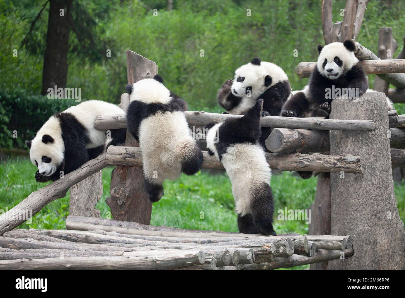 Baby Panda Playing