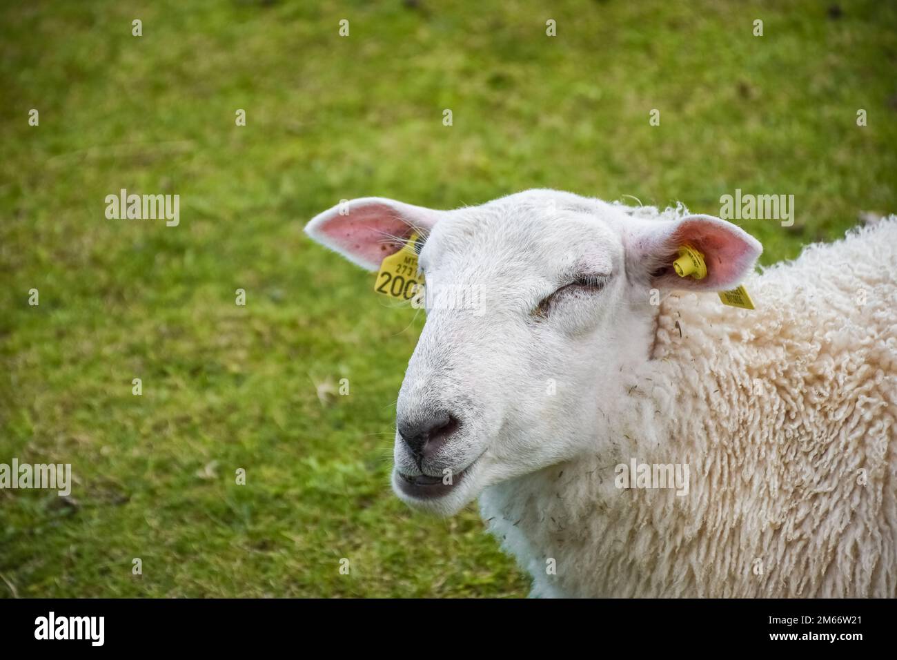 Cute sheep in the green meadow of Lofoten Islands, Norway Stock Photo ...