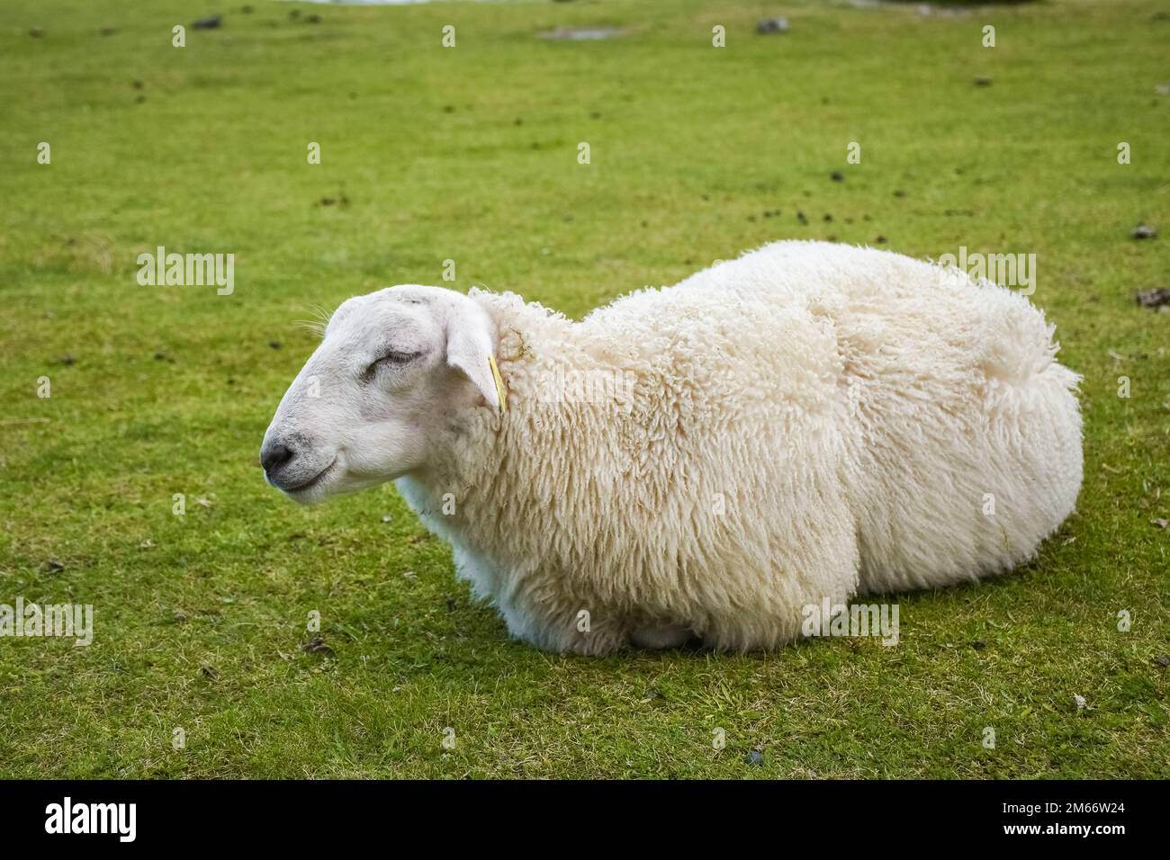 Cute sheep in the green meadow of Lofoten Islands, Norway Stock Photo ...