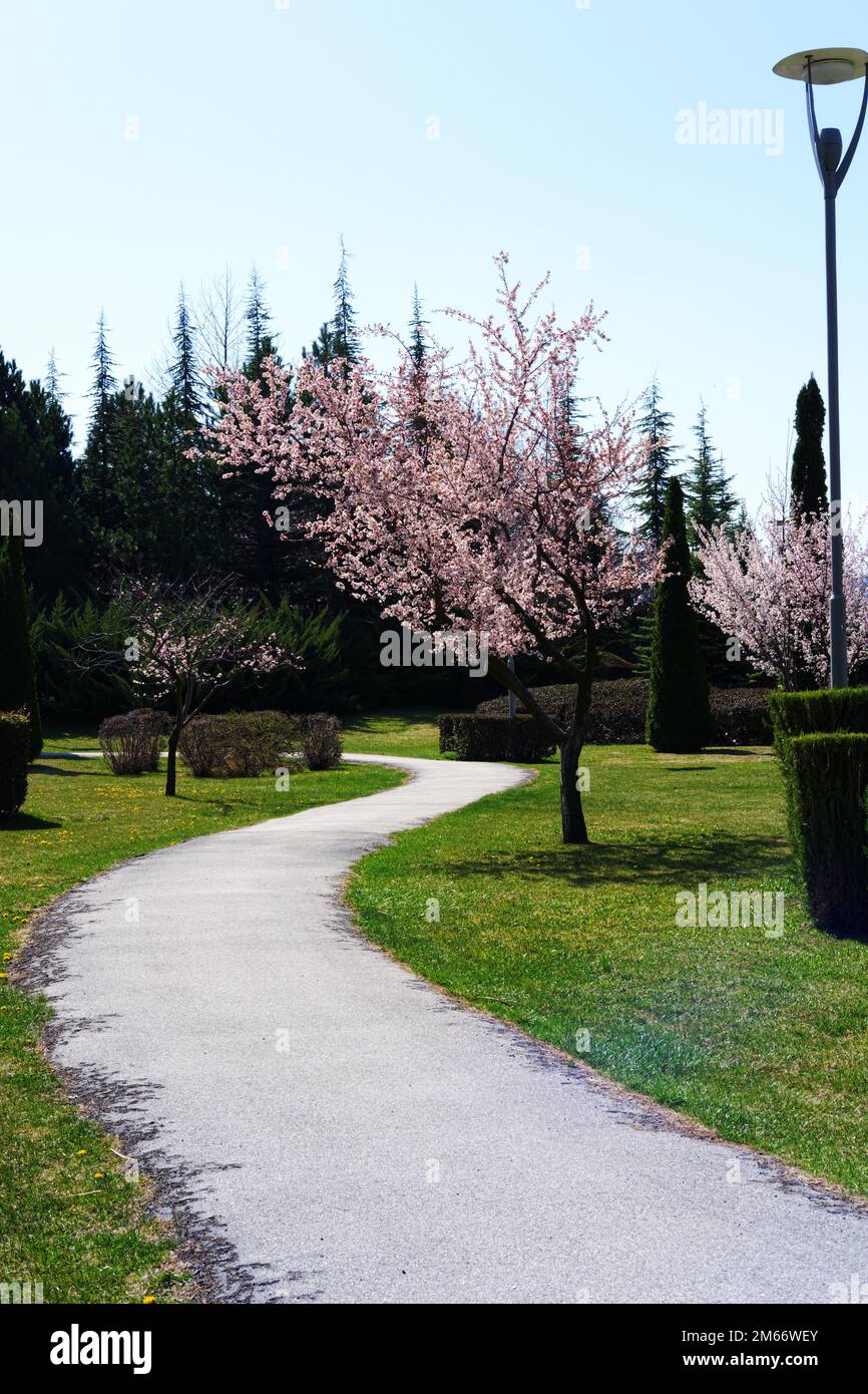 Footpath at park within grass and blossoming trees at park in spring ...