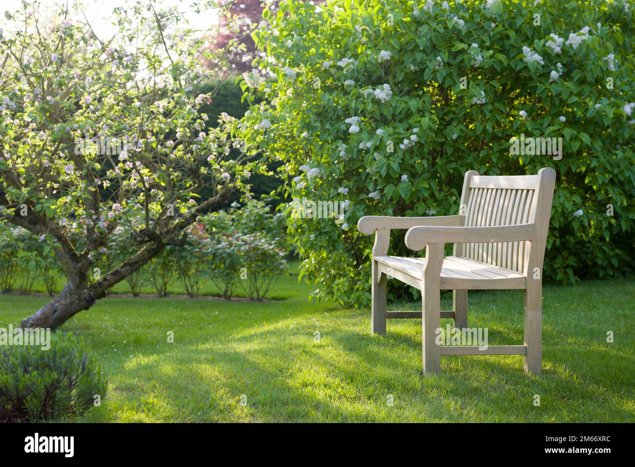 Teak garden bench on lawn in a UK garden in spring, with apple and lilac trees in blossom Stock Photo