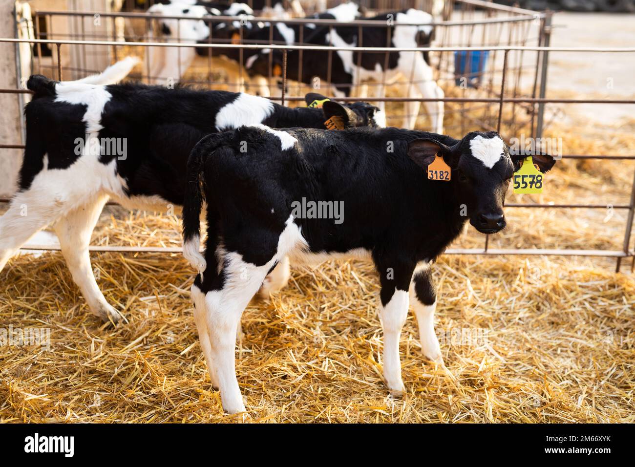 Calves with ear tags standing in plastic calf hutch in livestock barn