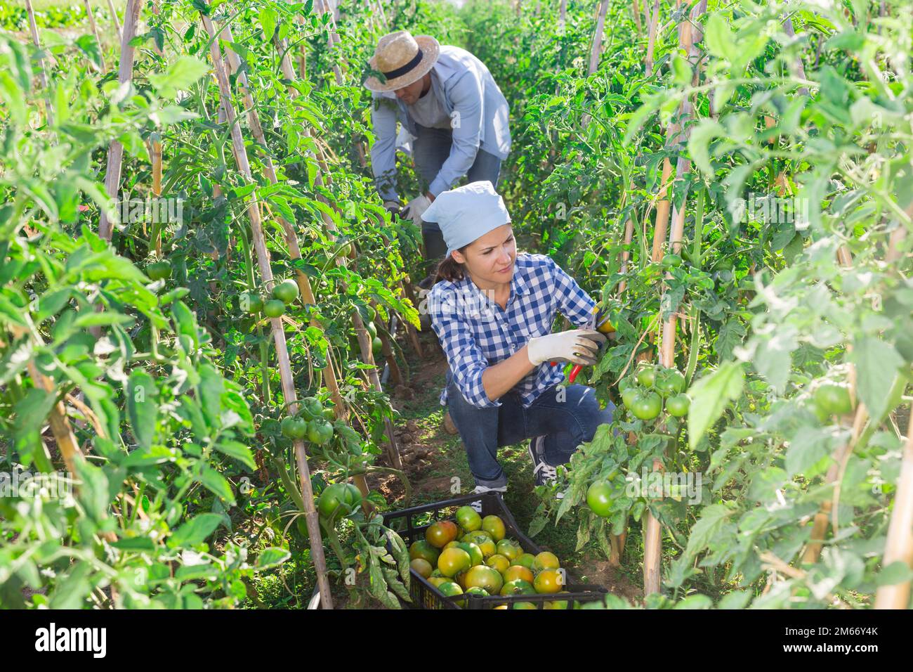 Underripe tomatoes hi-res stock photography and images - Alamy