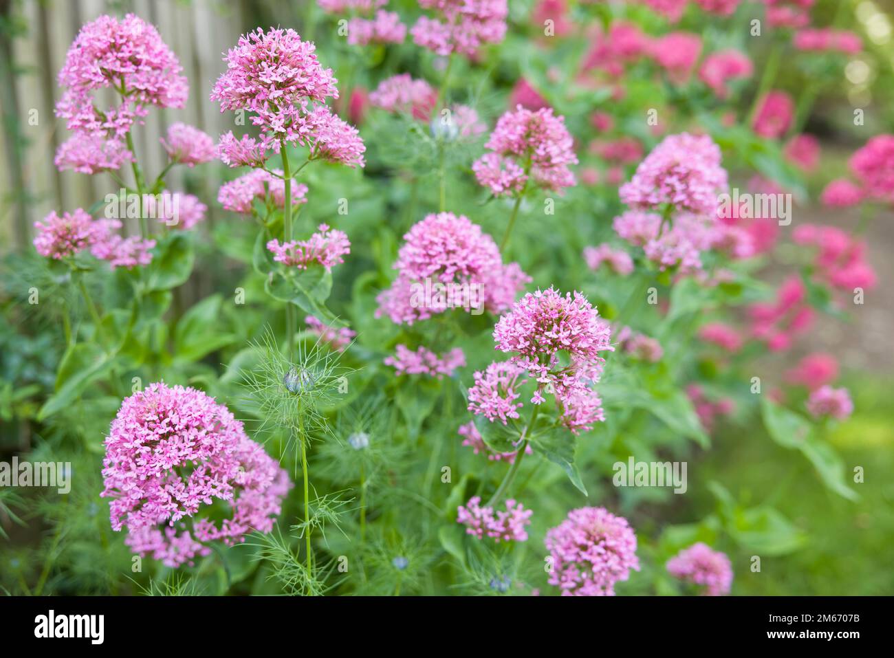Valerian flowers, Valeriana Officinalis, perennial plant growing in a UK garden flowerbed Stock