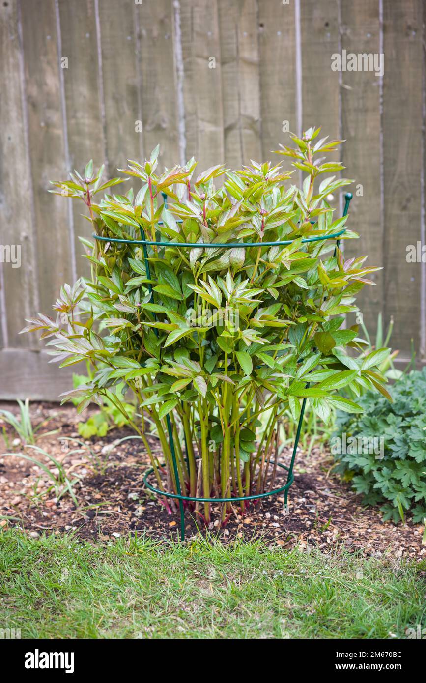 Peony plant support frame or cage. Peonies growing in a flower bed in a UK back garden Stock Photo