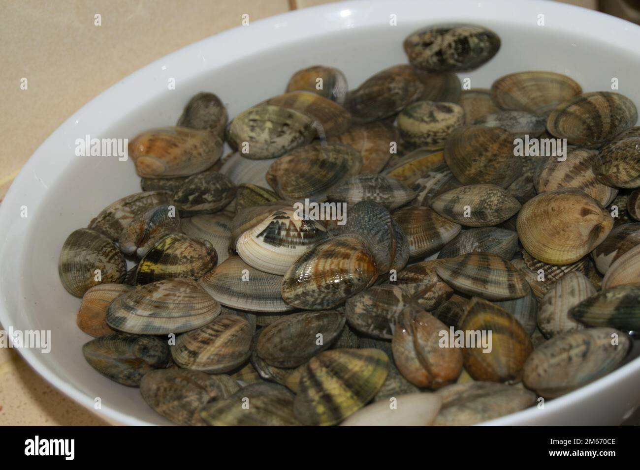 Spisula sachalinensis, the Sakhalin surf clam, is a species of edible saltwater clam in the family Mactridae, the surf clams or trough clams. Stock Photo