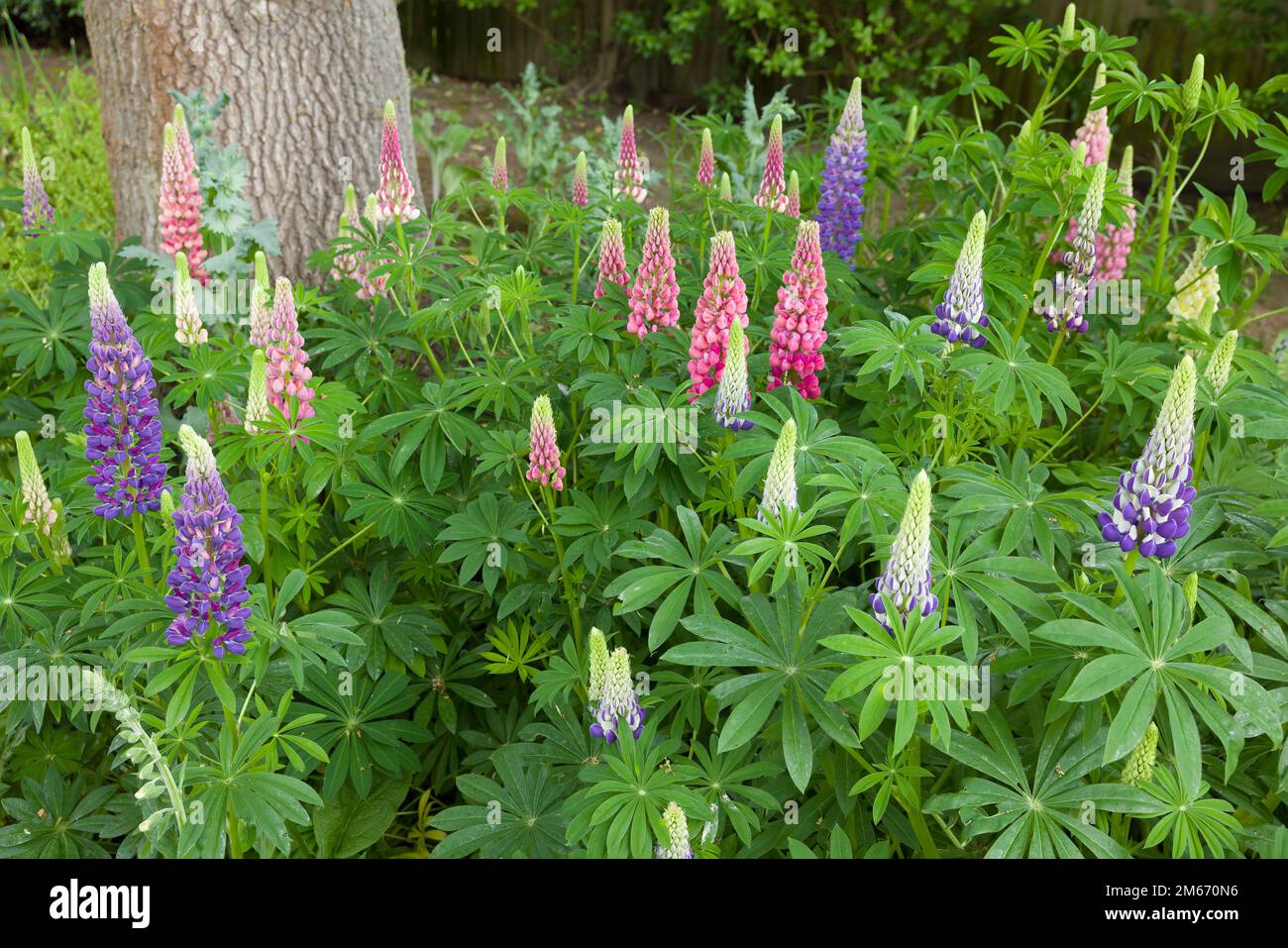 Lupinus, perennial lupin plants with pink and purple flowers in a flower bed in an English back garden Stock Photo