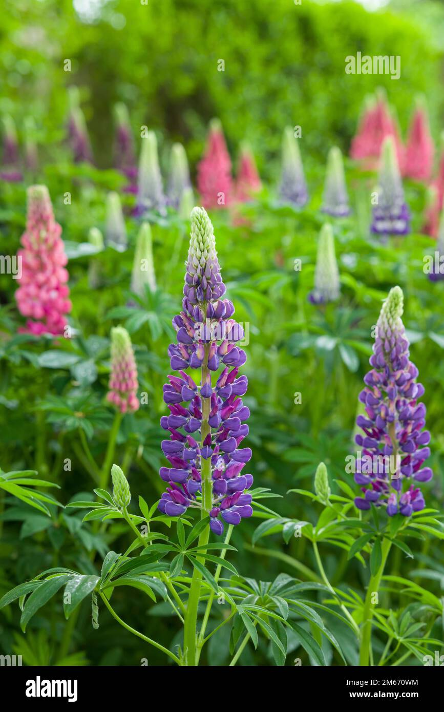 Lupin plants with pink and purple flowers in a UK back garden Stock Photo