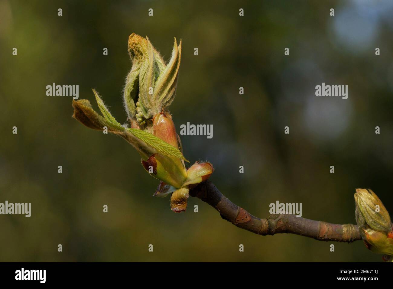 the bud of a horse chestnut tree unfolds in springtime Stock Photo
