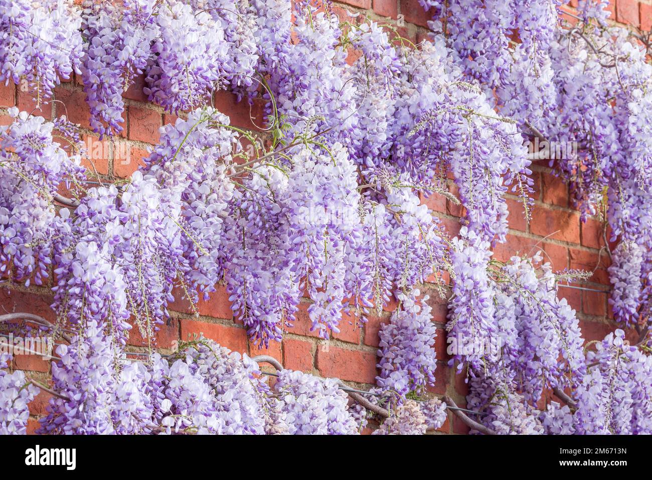 Wisteria flowers or racemes, plant growing on a brick wall in spring, UK. Stock Photo