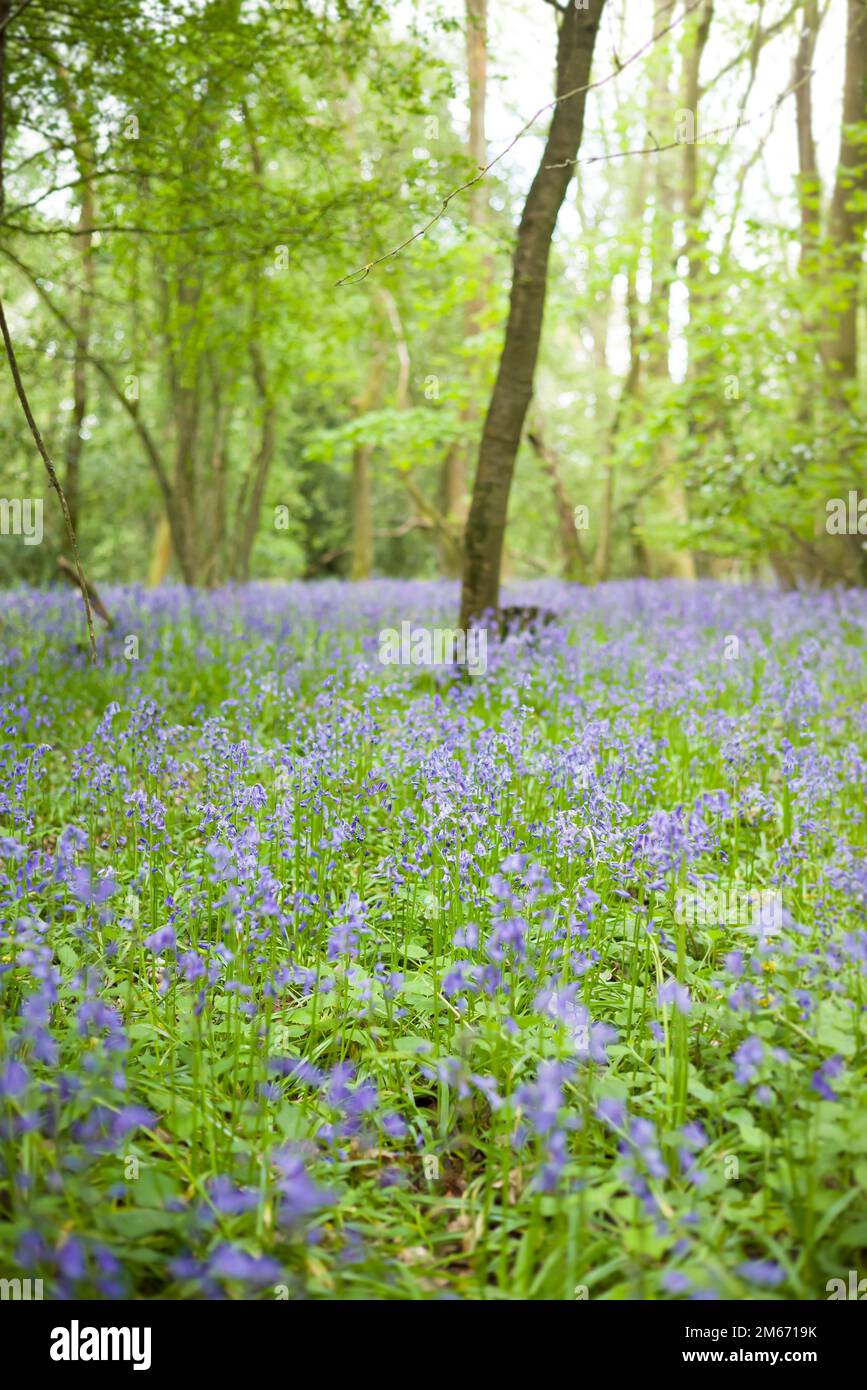 Field of common bluebell flowers in woods in Spring. England, UK Stock Photo