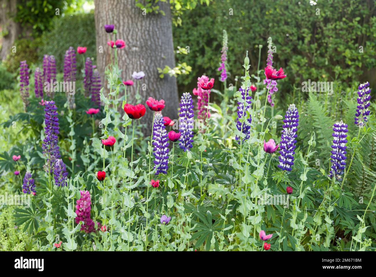 UK garden flowers in spring. Lupins and poppies growing in a UK garden flowerbed Stock Photo