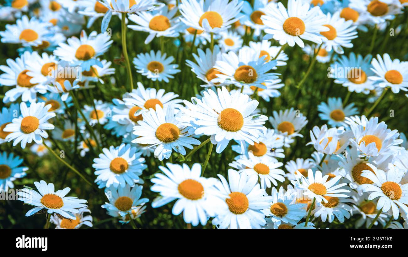 field of Daisy flowers during Spring in the Netherlands, white daisy flower background Stock