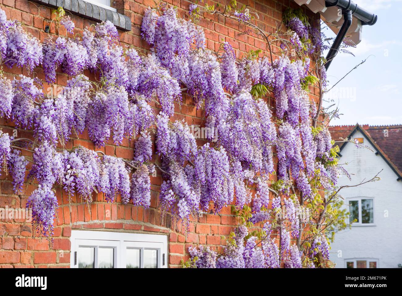 Wisteria plant with flowers or racemes growing on a house wall in spring, UK. Stock Photo