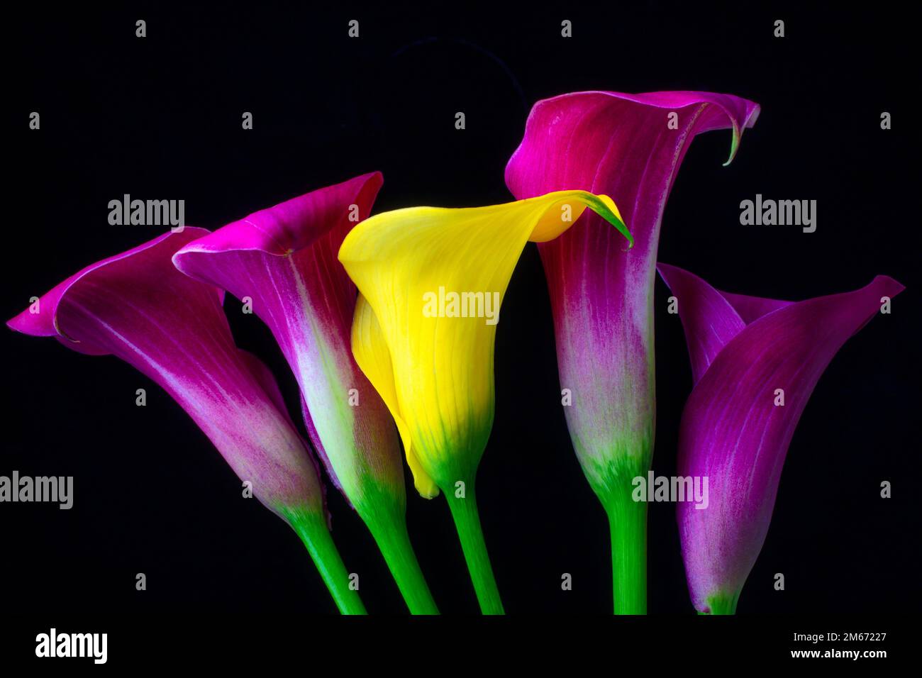 Graphiccalla Lilyflowerflowersliliesstemstemsdesign Bright Color