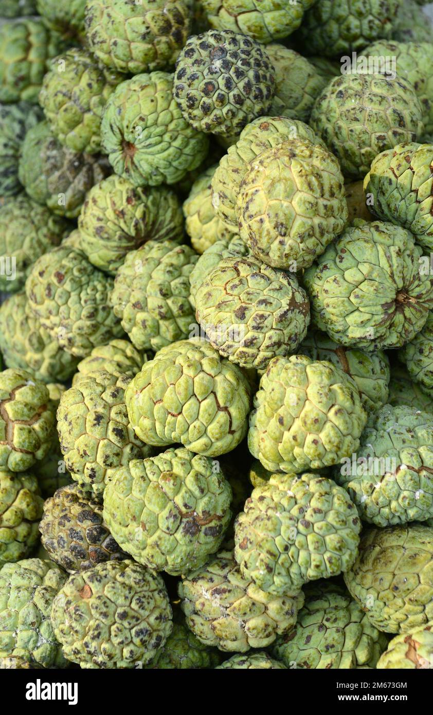 Custard Apples sold in the old city of Madurai, Tamil Nadu, India Stock