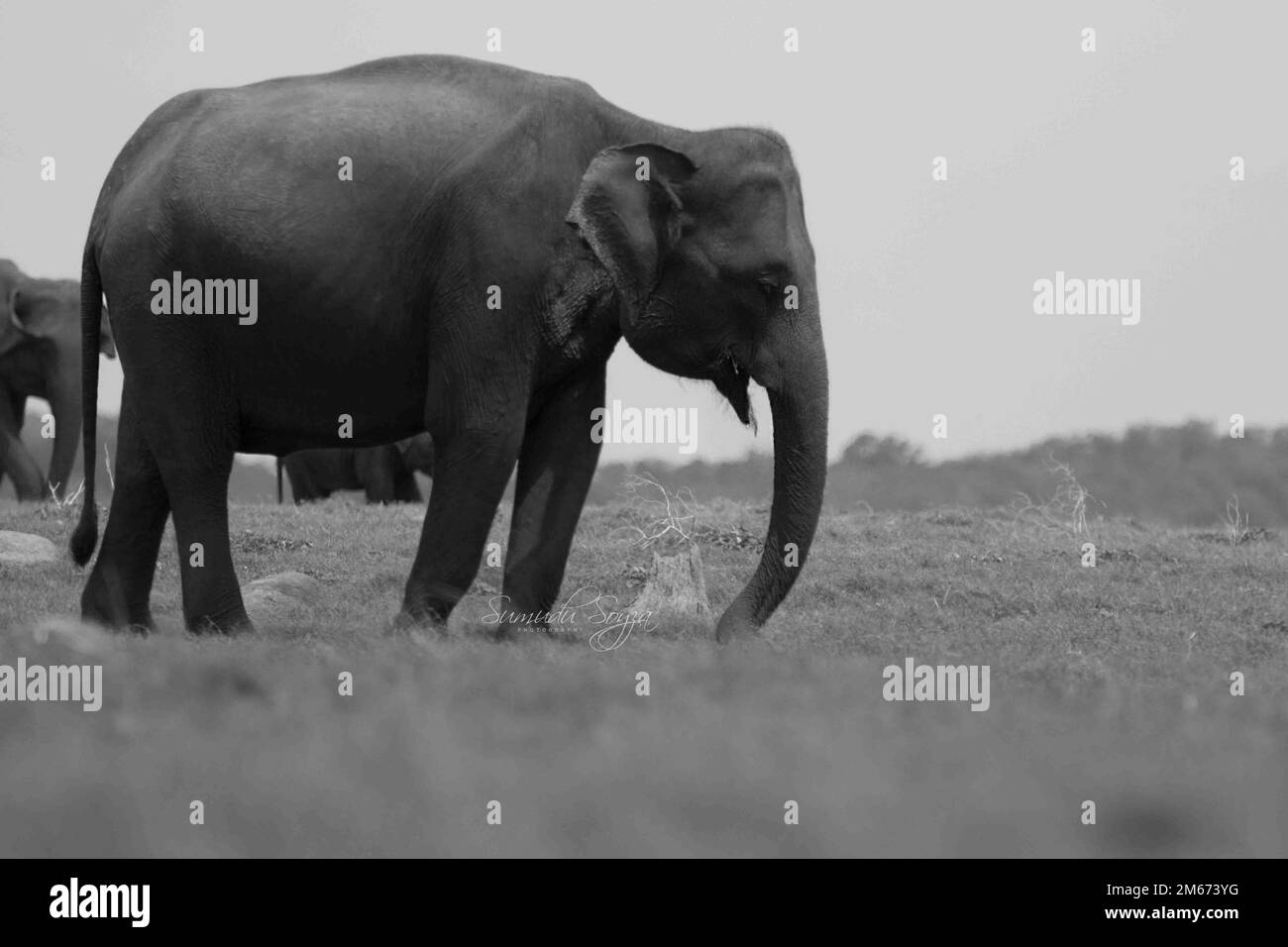 Elephants of Sri Lanka in the Wild Stock Photo