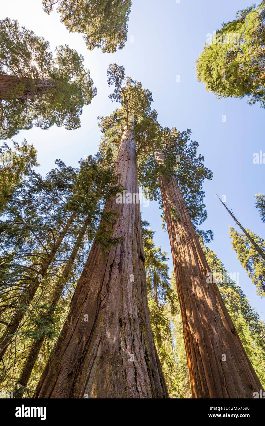 Redwood trees reaching to the sky Stock Photo - Alamy
