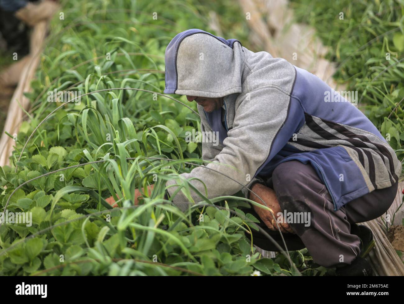 Male farmer removes weeds from hi-res stock photography and images - Alamy