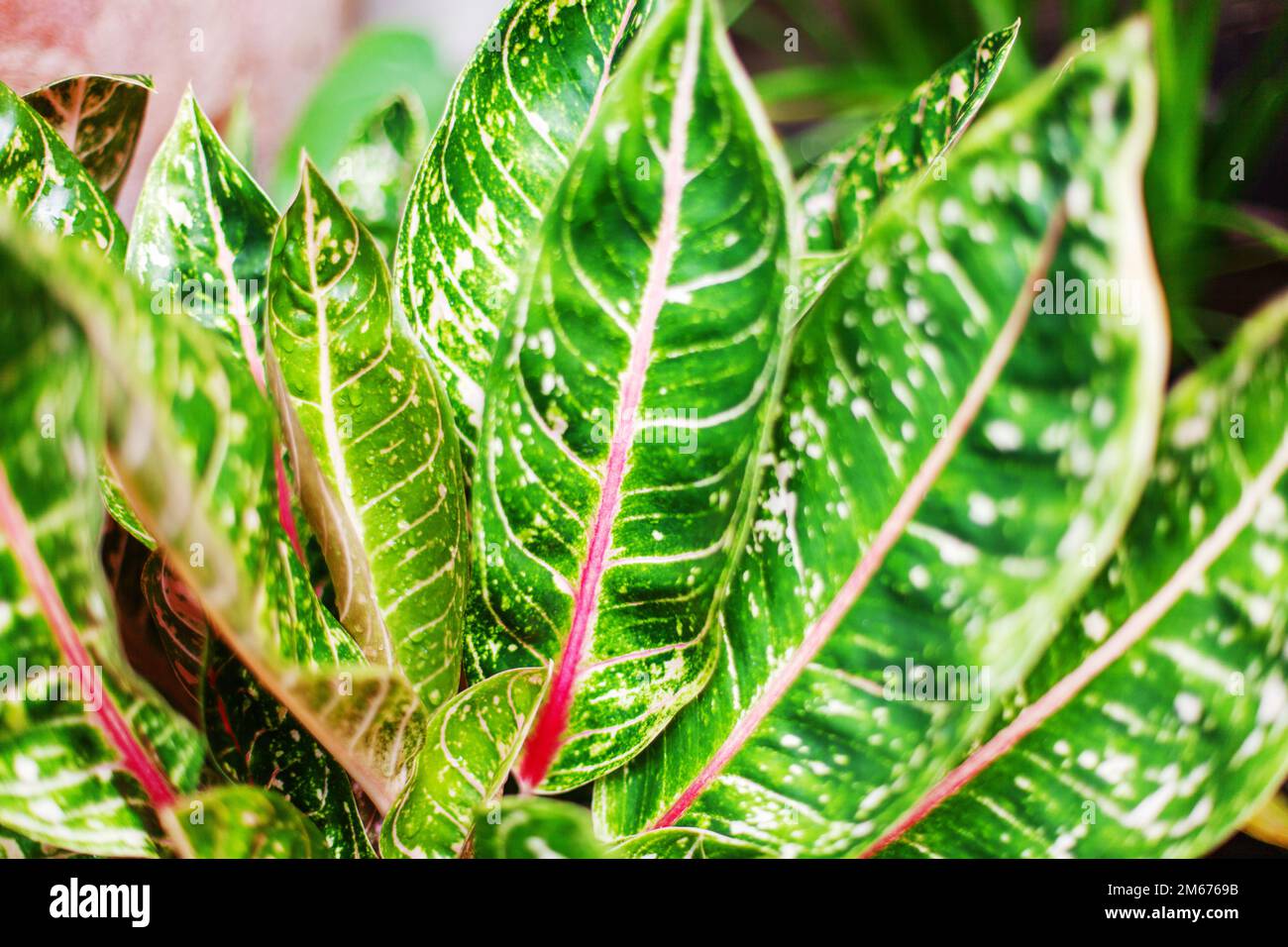 Aglaonema leaves Red Sumatra, Pride Sumatra, white pink green pattern Dieffenbachia leaf, exotic tropical foliage texture, beautiful ornamental plant Stock Photo