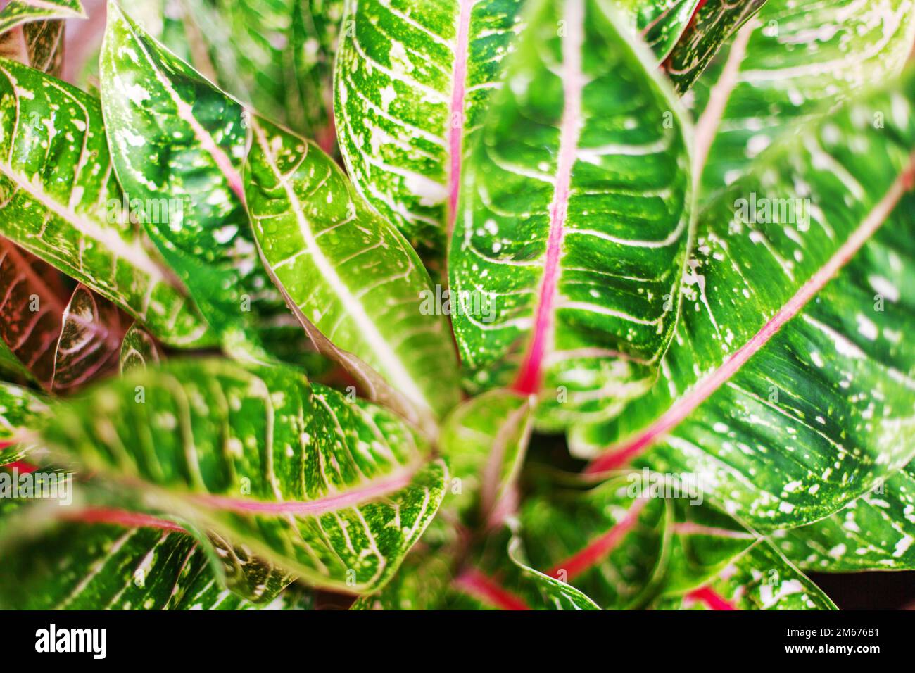 Aglaonema leaves Red Sumatra, Pride Sumatra, white pink green pattern Dieffenbachia leaf, exotic tropical foliage texture, beautiful ornamental plant Stock Photo