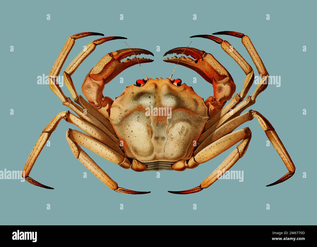 Chaceon, the Atlantic deep sea red crab illustration Stock Vector