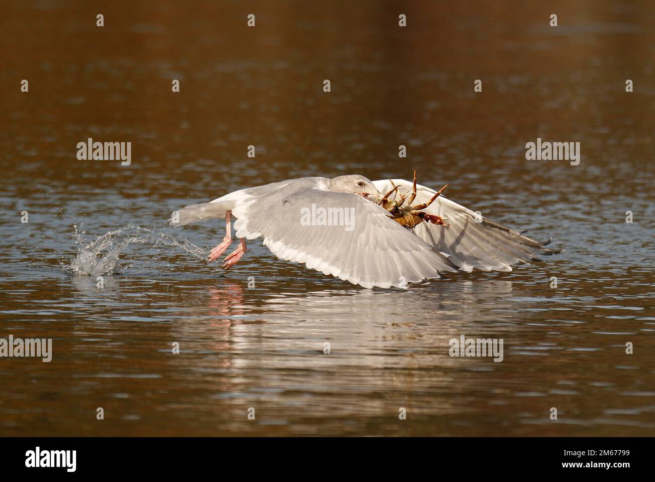 A Glaucous-winged Gull (Larus glaucescens) lifting off and flying from the water's surface with a crab caught in its beak. Taken in Victoria, BC, Cana Stock Photo