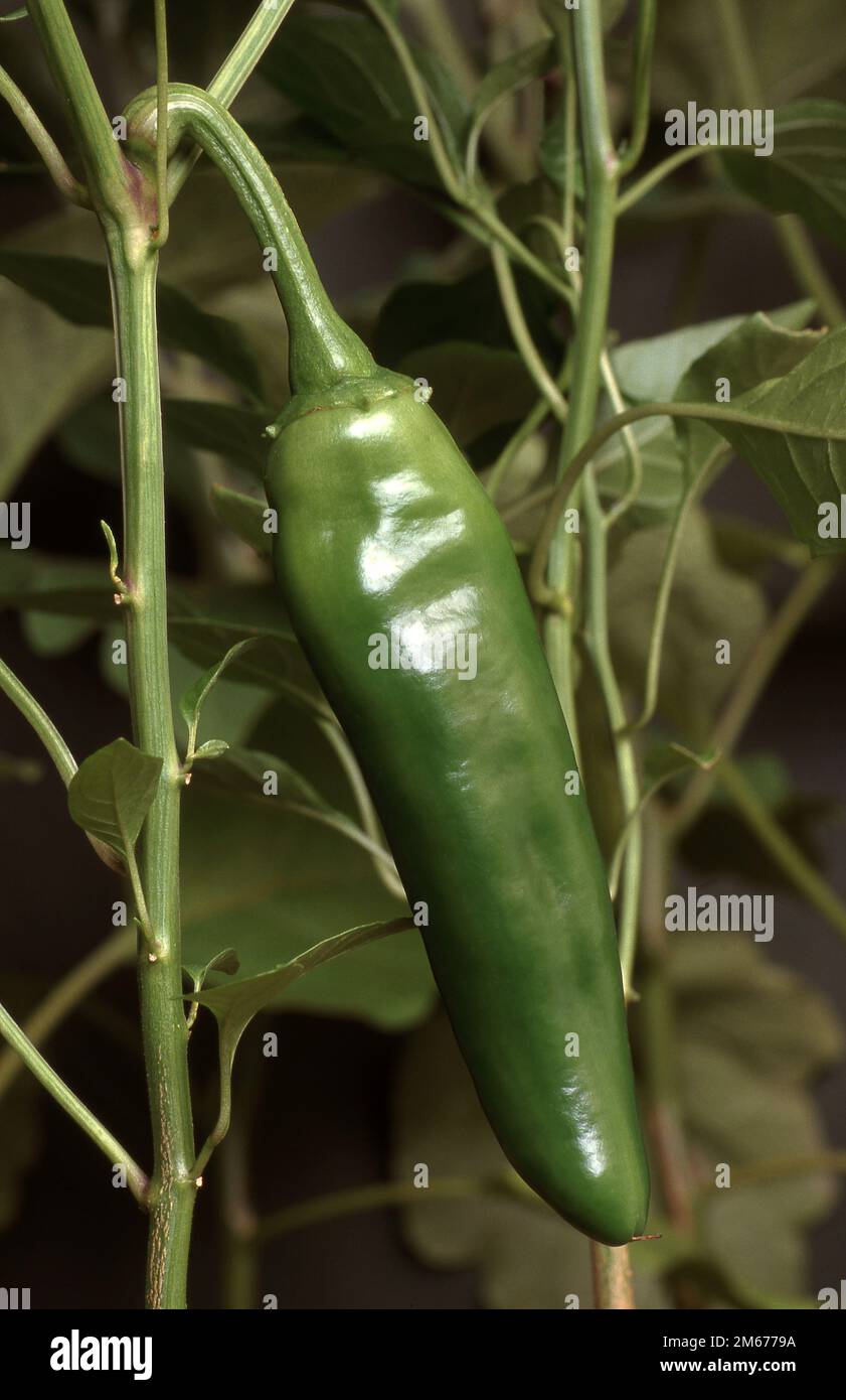 GREEN BIRD'S EYE CHILI PEPPER PLANT Stock Photo Alamy