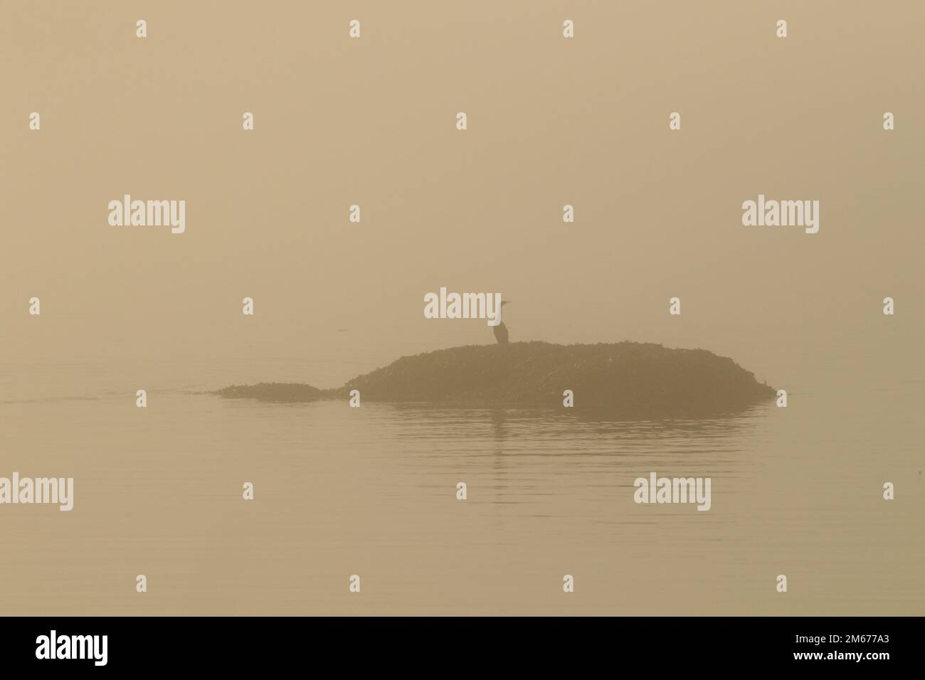 A pelagic cormorant (Urile pelagicus) standing on a rocky islet in the ocean through thick fog at sunrise. Taken in Victoria, BC, Canada. Stock Photo