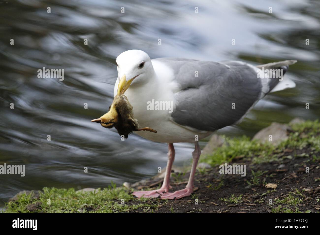 A Glaucous-winged Gull (Larus glaucescens) catching and eating a mallard duckling on land beside water. The baby duck is hanging from the gull's beak. Stock Photo