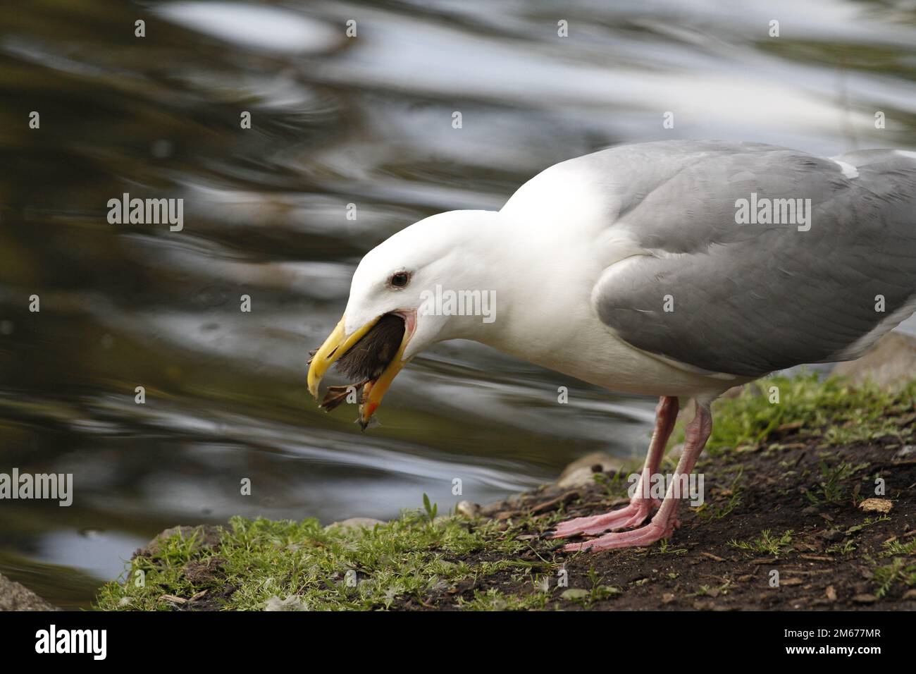 A Glaucous-winged Gull (Larus glaucescens) catching and eating a mallard duckling on land beside water. Taken in Victoria, BC, Canada. Stock Photo