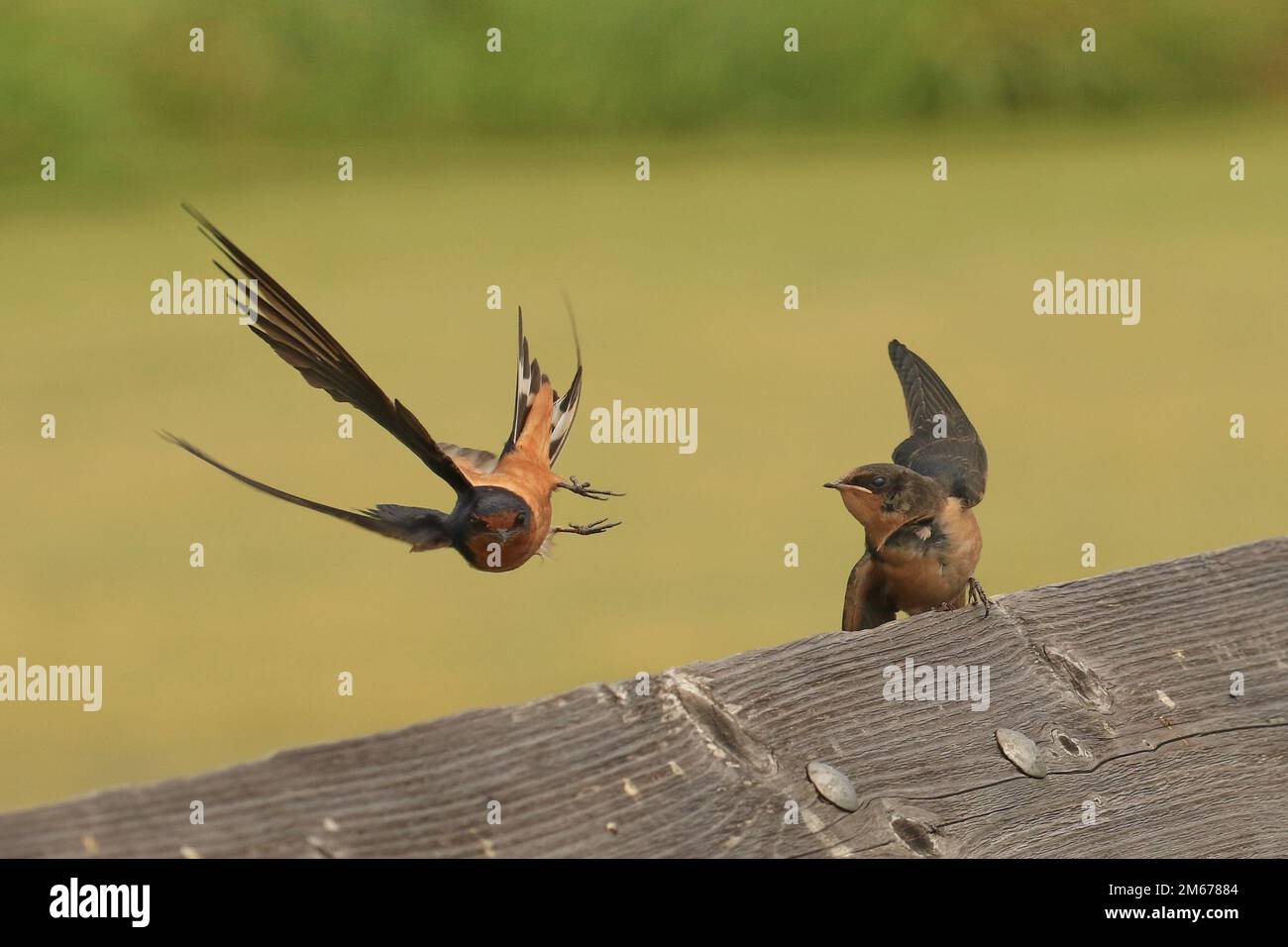 A Barn Swallow (Hirundo rustica) flies away sideways in an awkward position after feeding its baby on a wooden railing. Taken in Victoria, BC, Canada. Stock Photo