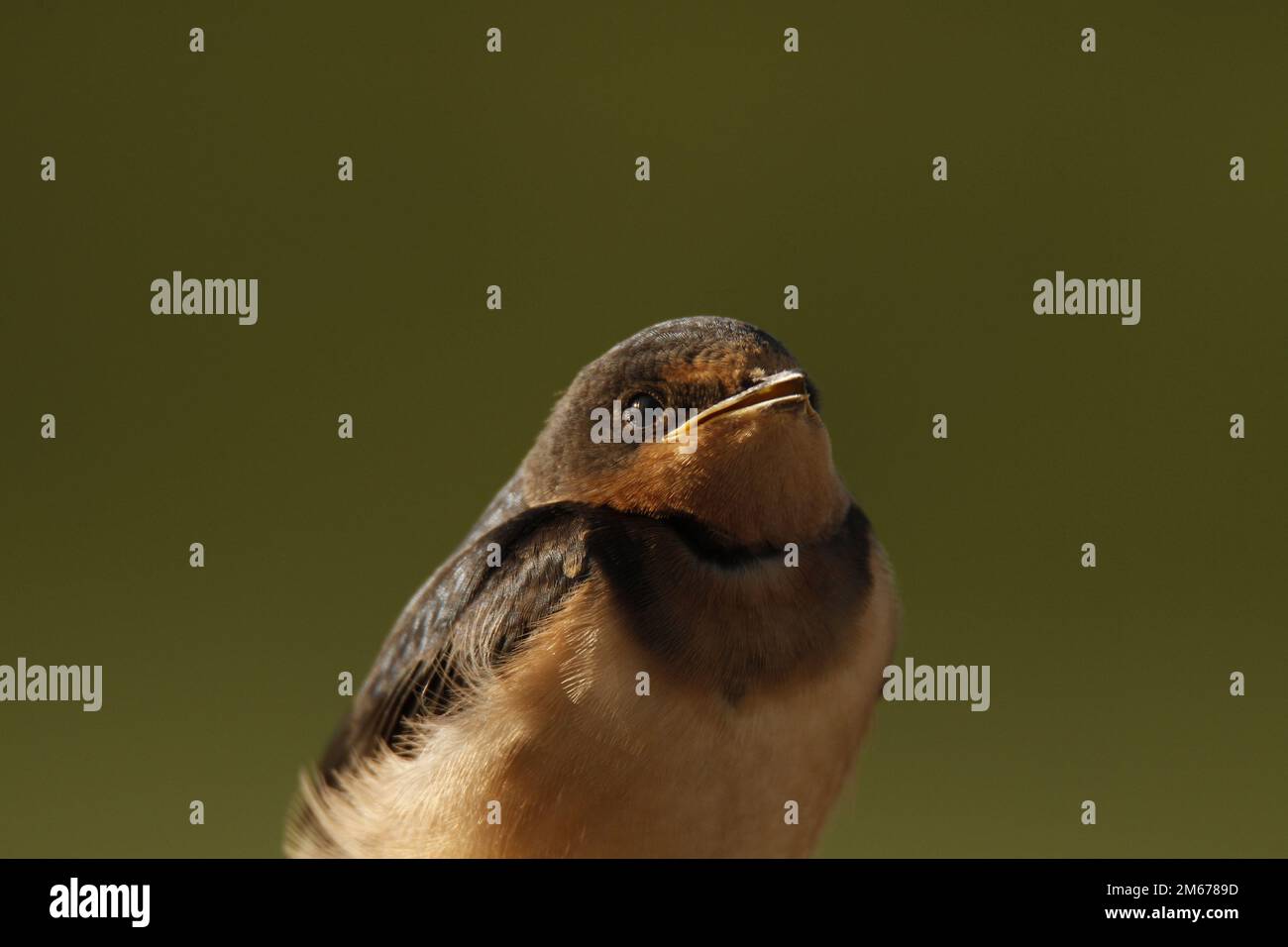 A close up portrait of a single Barn Swallow (irundo rustica) with its beak slightly open on a plain dark green background, showing feather, face, bac Stock Photo