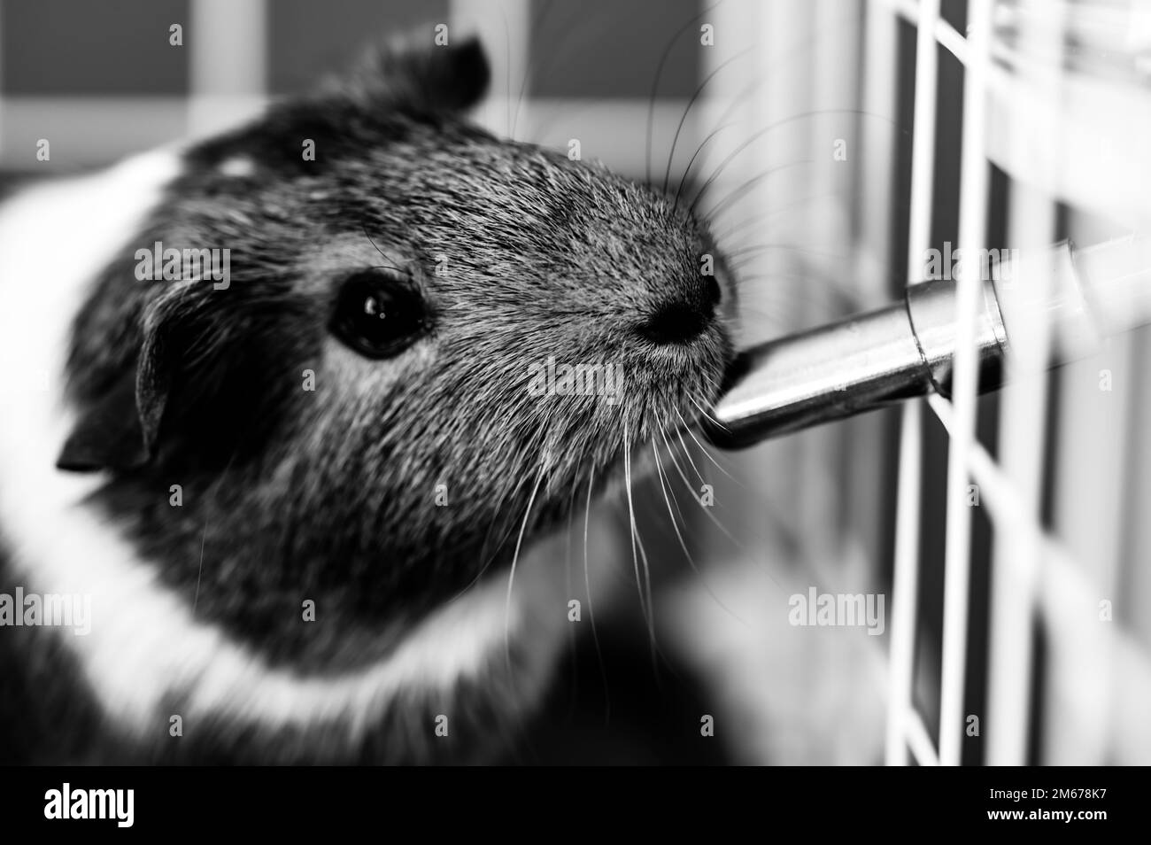 Selective focus on a guinea pig drinking out of a water bottle mounted on the side of a wire